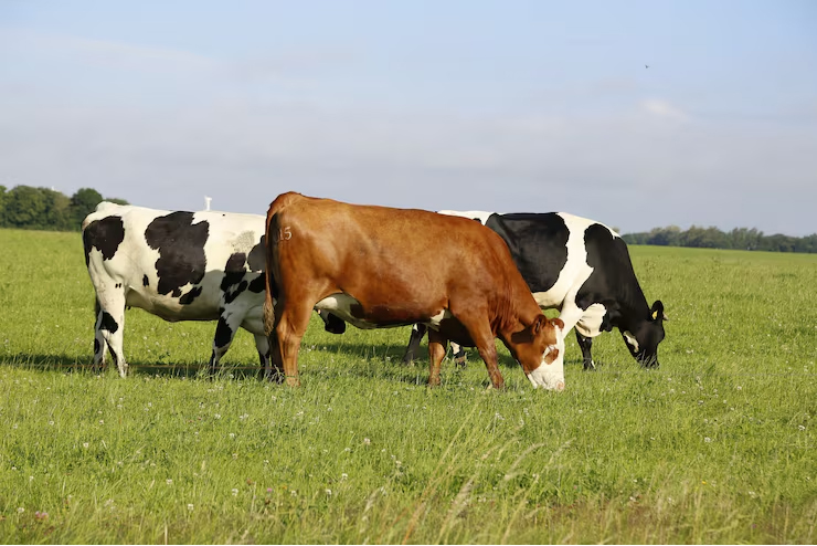 Livestock