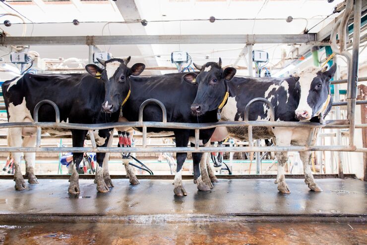 Breeding & Productivity Management